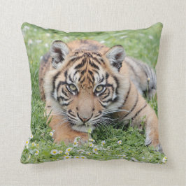Fototiger, djur 0287. kudde