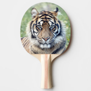 Fototiger, djur 0291. pingisracket