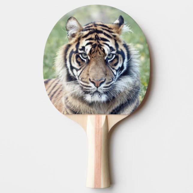 Fototiger, djur 0291. pingisracket (Framsidan)