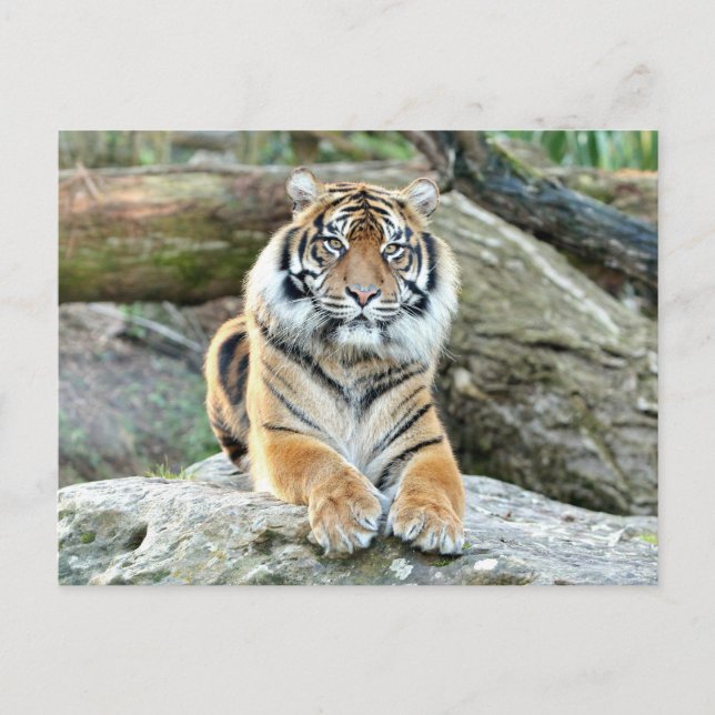 Fototiger, djur. vykort (Framsida)