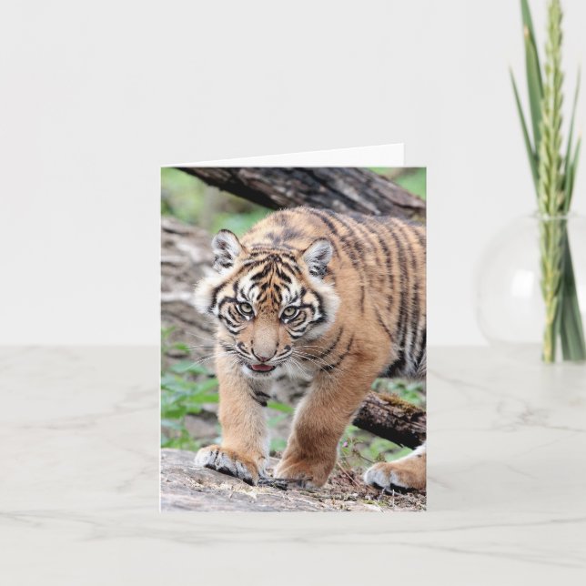Fototiger, husdjur, djur, kort (Framsida)