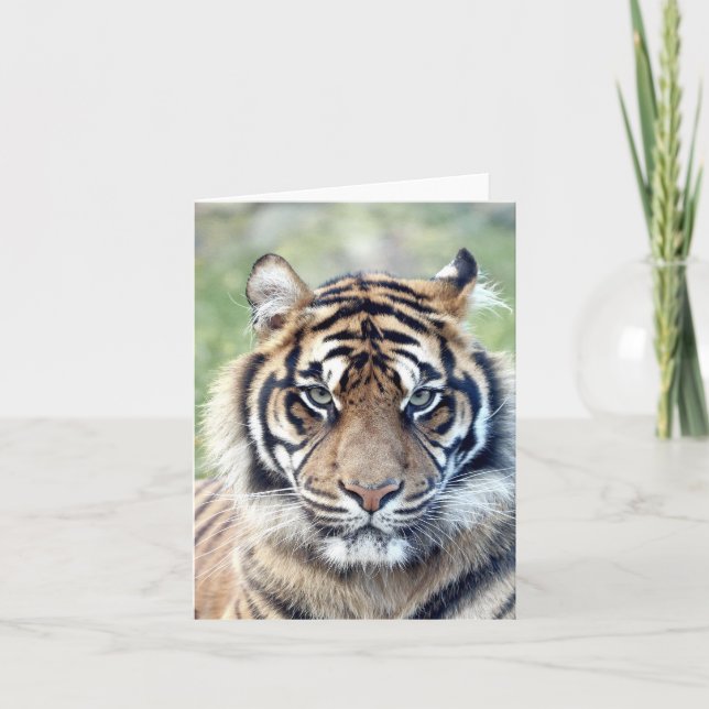 Fototiger, husdjur, djur, kort (Framsida)
