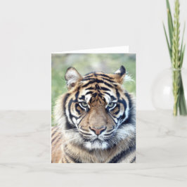 Fototiger, husdjur, djur, kort