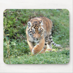 Fototiger kattdjur. musmatta