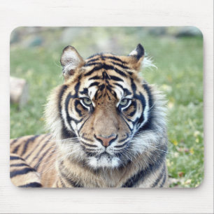 Fototiger kattdjur. musmatta