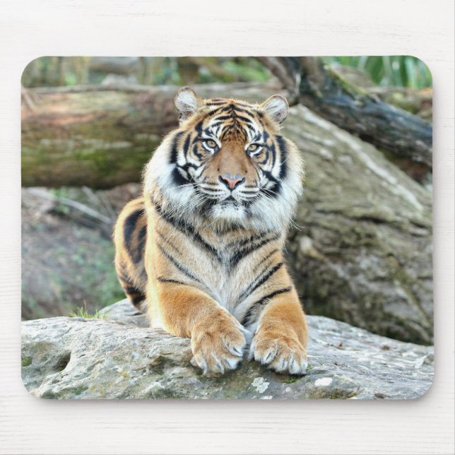 Fototiger kattdjur. musmatta (Framsidan)