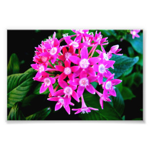 Fototryck av härliga rosa blommor