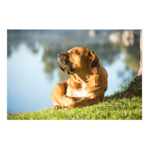 Fototryck av hög kvalitet på Boerboel-Hund per flo