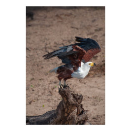 Fototryck av hög kvalitet på fisköre