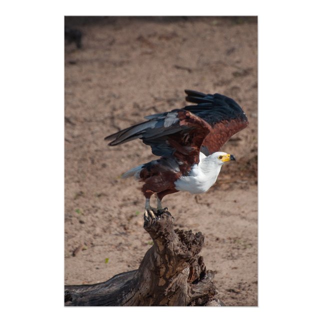 Fototryck av hög kvalitet på fisköre (Framsidan)