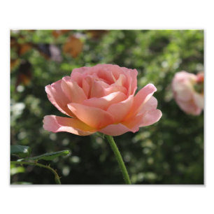 Fototrycket av Abraham Darby steg Fototryck