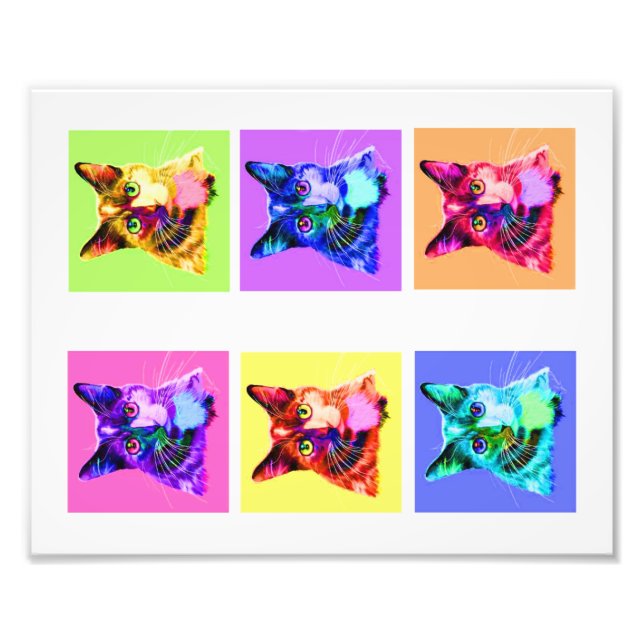 Fotoutskrift 8 x 10 tum regnbåge/vit katt porträtt fototryck (Framsidan)