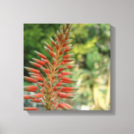 Fotoutskrift av Aloe Vera-blomma Blommar Canvastryck