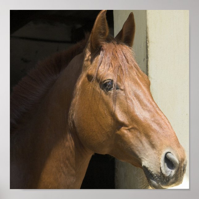 Fotoutskrift av amerikanska kvartshårshus poster (Framsidan)