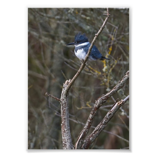 Fotoutskrift av beslagtagna Kingfisher Guemes Isla Fototryck (Framsidan)
