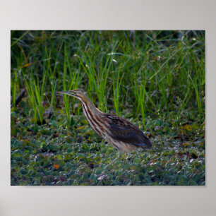 Fotoutskrift av bittern Bird Poster