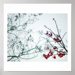 Fotoutskrift av Blommar för utlopp/körsbär i Vår Poster