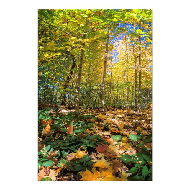 Fotoutskrift av färgad central parkvy fototryck (Framsidan)