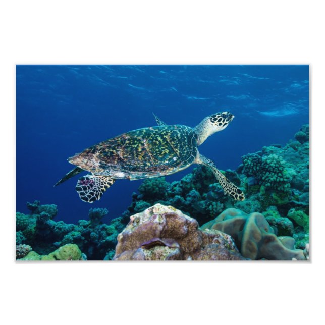 Fotoutskrift av Hawksbill Sea Turtle Fototryck (Framsidan)