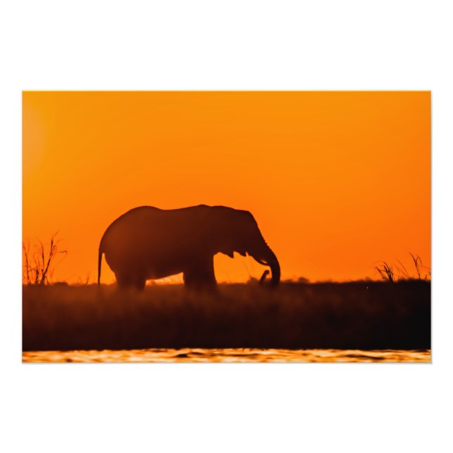 Fotoutskrift av hög kvalitet av elefant vid solned fototryck (Framsidan)