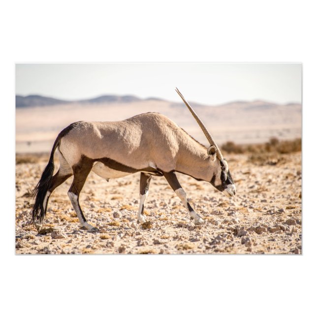 Fotoutskrift av hög kvalitet av Oryx i Desert Fototryck (Framsidan)