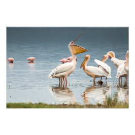 Fotoutskrift av hög kvalitet av pelikaner, Sjö Nak Fototryck