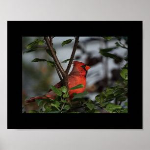 Fotoutskrift av kardinal 8x10 poster