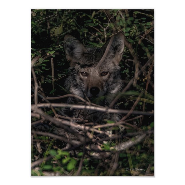 Fotoutskrift av lilla One's Mamma Guemes Island Fototryck (Framsidan)