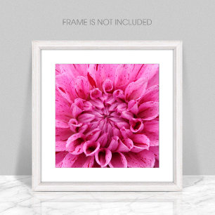 Fotoutskrift av Rosa Dahlia (Rosa Flower) Fototryck