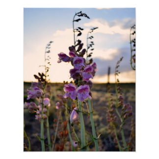 Fotoutskrift av vild Lila-ögonblicksbilder Fototryck