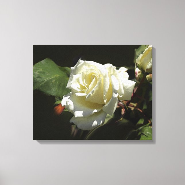 Fotoutskrift av vit ros Vild Flowers Canvastryck (Framsida)