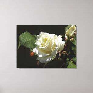 Fotoutskrift av vit ros Vild Flowers Canvastryck