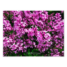 Fotoutskrift (Exakt Storlek) - Lila Antique Lilacs