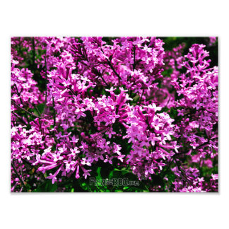 Fotoutskrift (Exakt Storlek) - Lila Antique Lilacs Fototryck