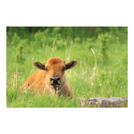 Fotoutskrift för Bison Calf Fototryck