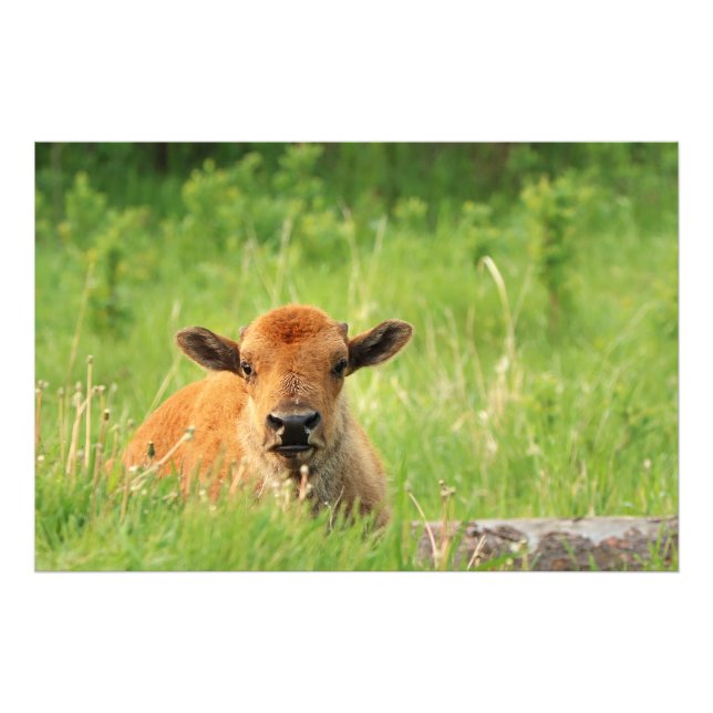Fotoutskrift för Bison Calf Fototryck (Framsidan)