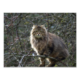 Fotoutskrift för långhårsdjur i Tabby katt Fototryck
