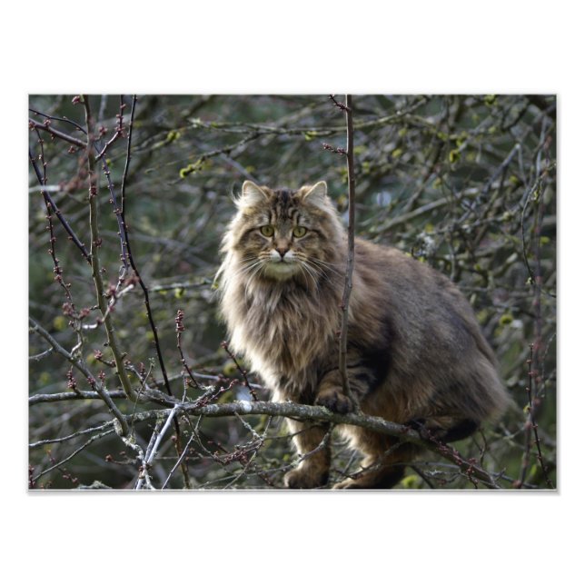 Fotoutskrift för långhårsdjur i Tabby katt Fototryck (Framsidan)