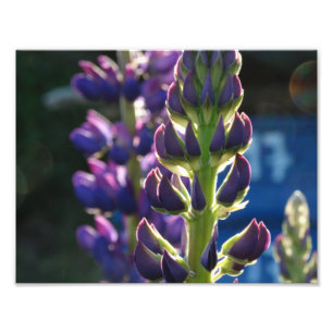 Fotoutskrift för lila blommor Vår Fototryck