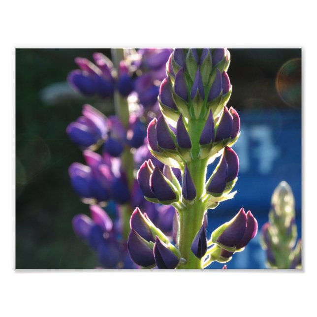 Fotoutskrift för lila blommor Vår Fototryck (Framsidan)
