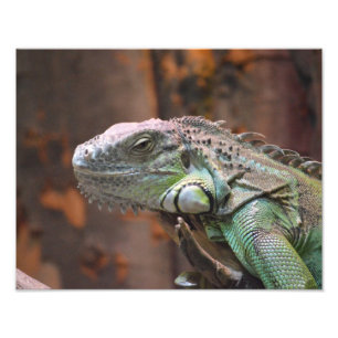 Fotoutskrift med färglös Iguana-ödla Fototryck