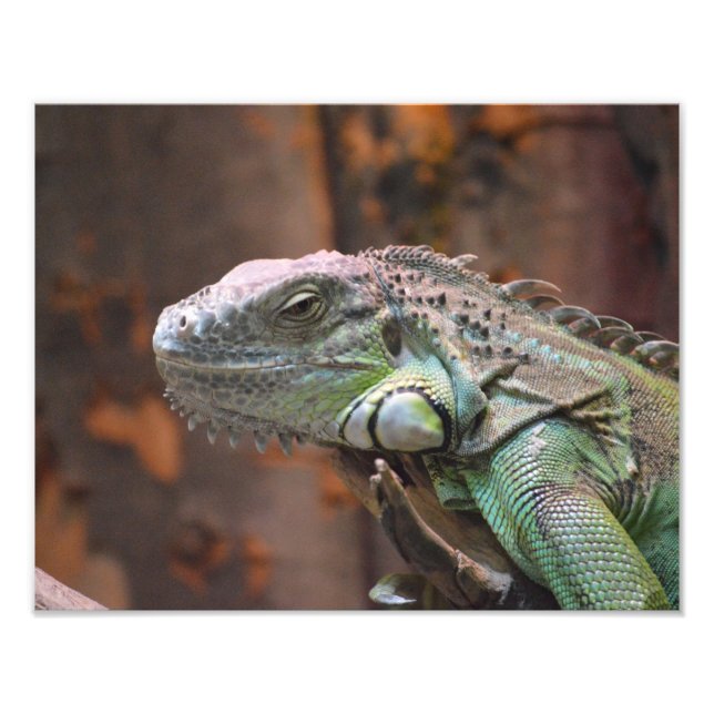 Fotoutskrift med färglös Iguana-ödla Fototryck (Framsidan)