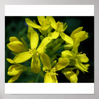 fotoutvidgning av sallatblommor poster