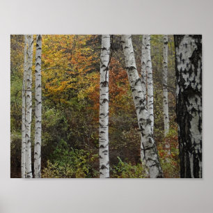 Fotovärde för höst i Birch Träd Poster Pappert