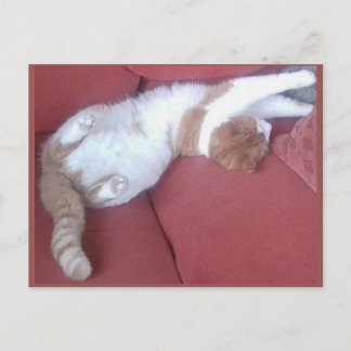 Fotovykort 9 - Kat Nap 1 - Djurens skönhet Vykort