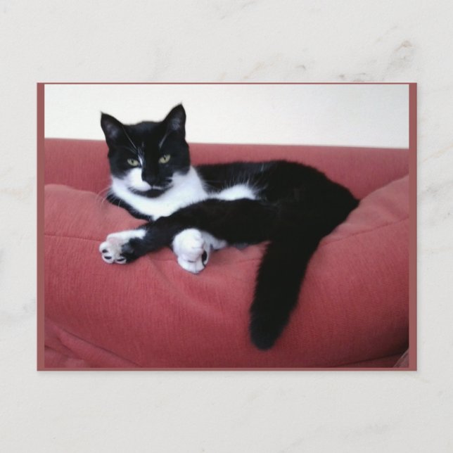 Fotovykort - drottningkatt - Djurens skönhet Vykort (Framsida)