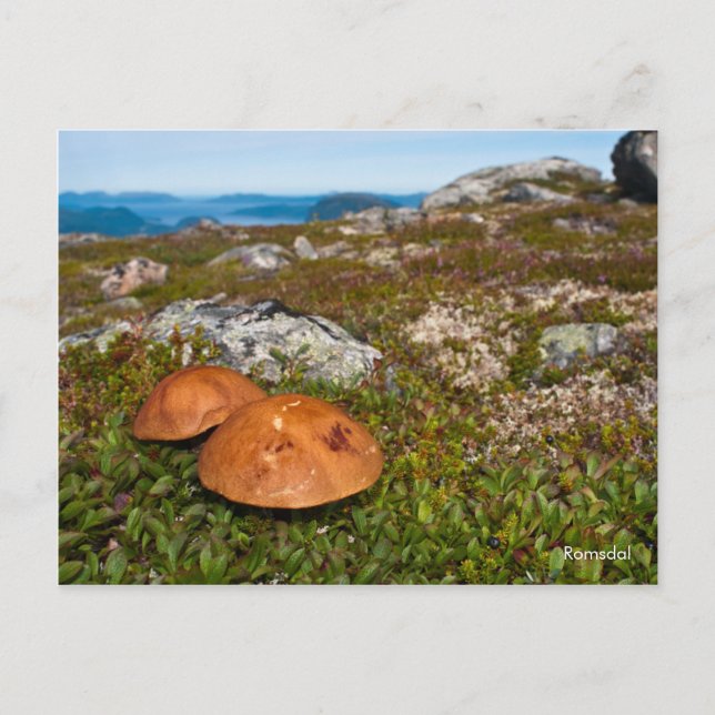 Fotovykort för bergslandskap. Norge Vykort (Framsida)