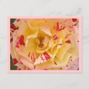Fotovykort för beslagskning av gul ros Rosa Vykort