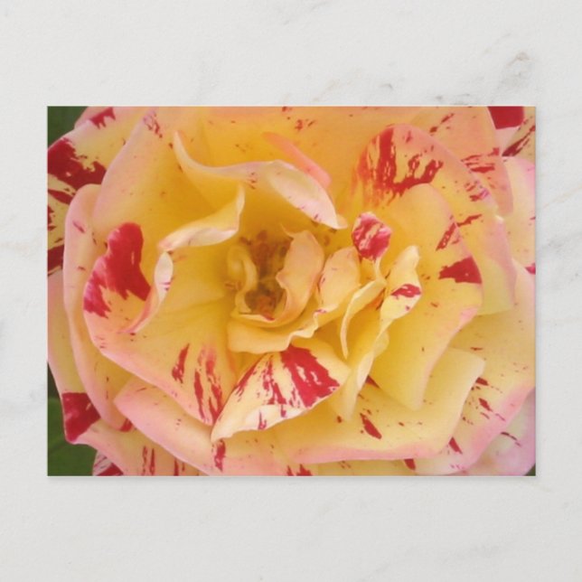 Fotovykort för beslagskning av gul ros Rosa Vykort (Framsida)