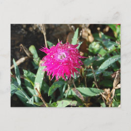 Fotovykort för blomma från Fuchsia Vykort